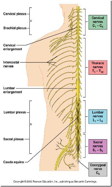 Organisation of Peripheral Nervous System & Spinal Cord | Medatrio